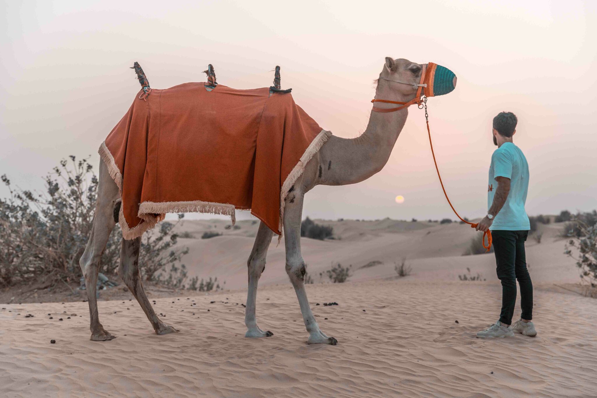 Camel ride Dubai
